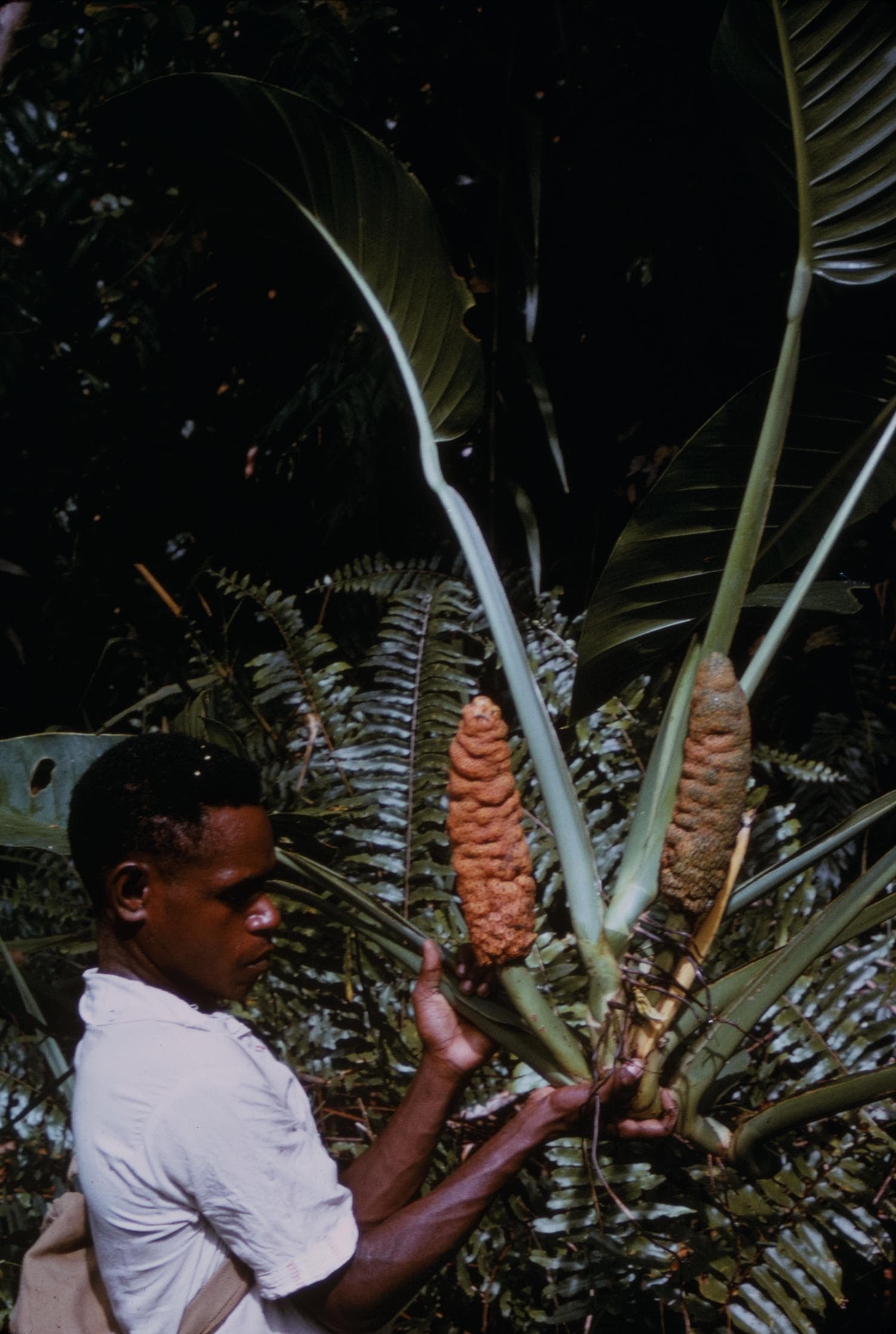 (Epipremnopsis at Malahang Beach, Papua New Guinea) - DPLA - 87801cd1a8be3776b822b23d409b8872