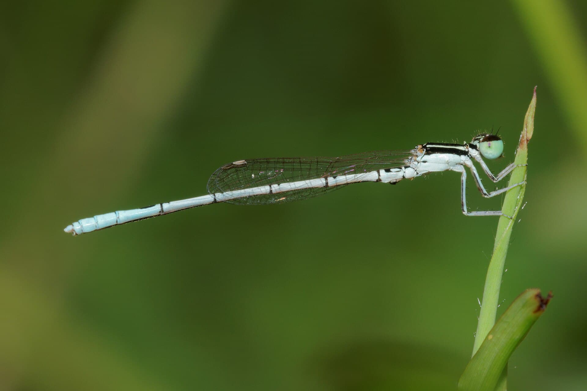 Agriocnemis pieris-Kadavoor-2016-07-31-001