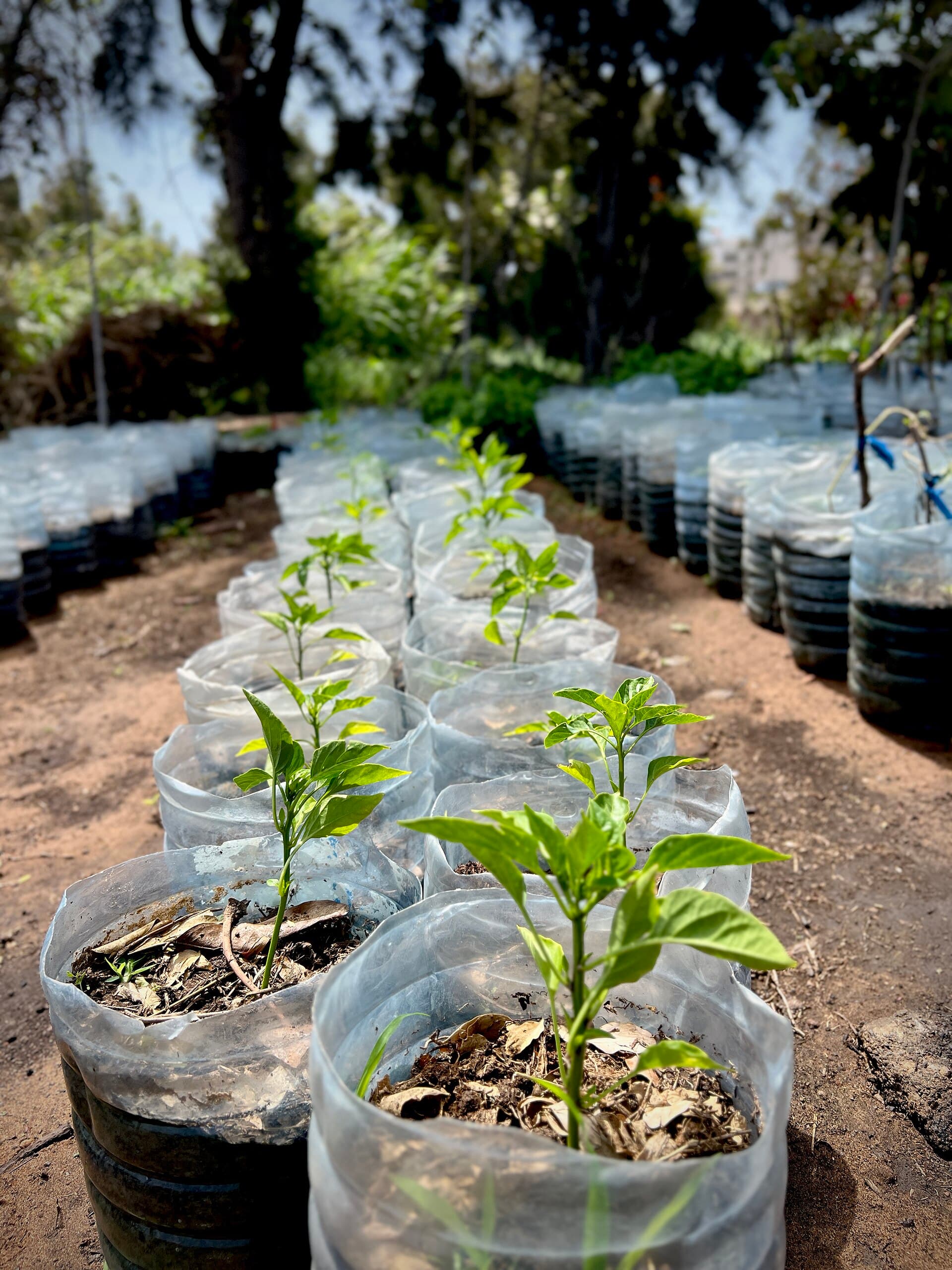 Bell Pepper Plant from Senegal 03