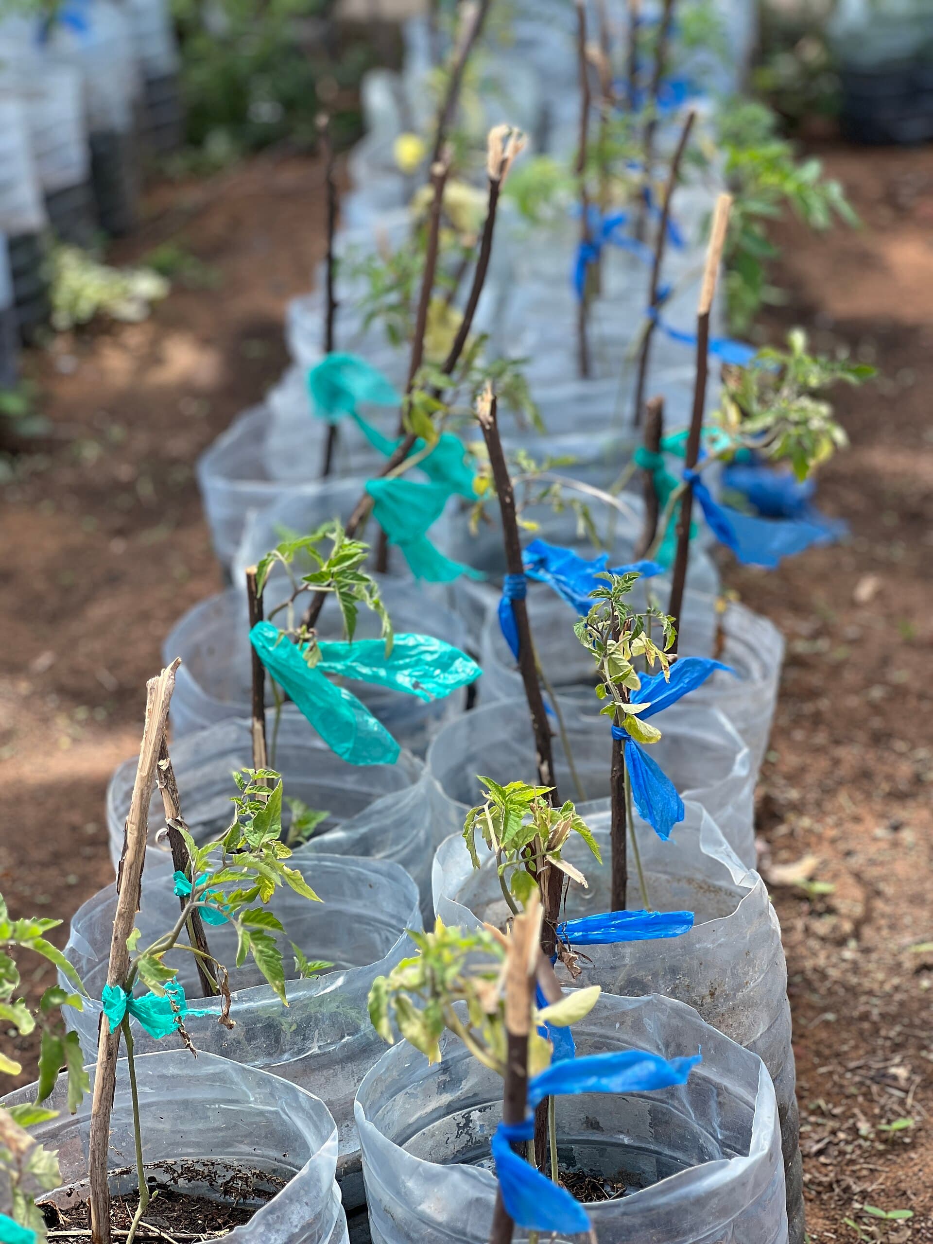 Bell Pepper Plant from Senegal 01