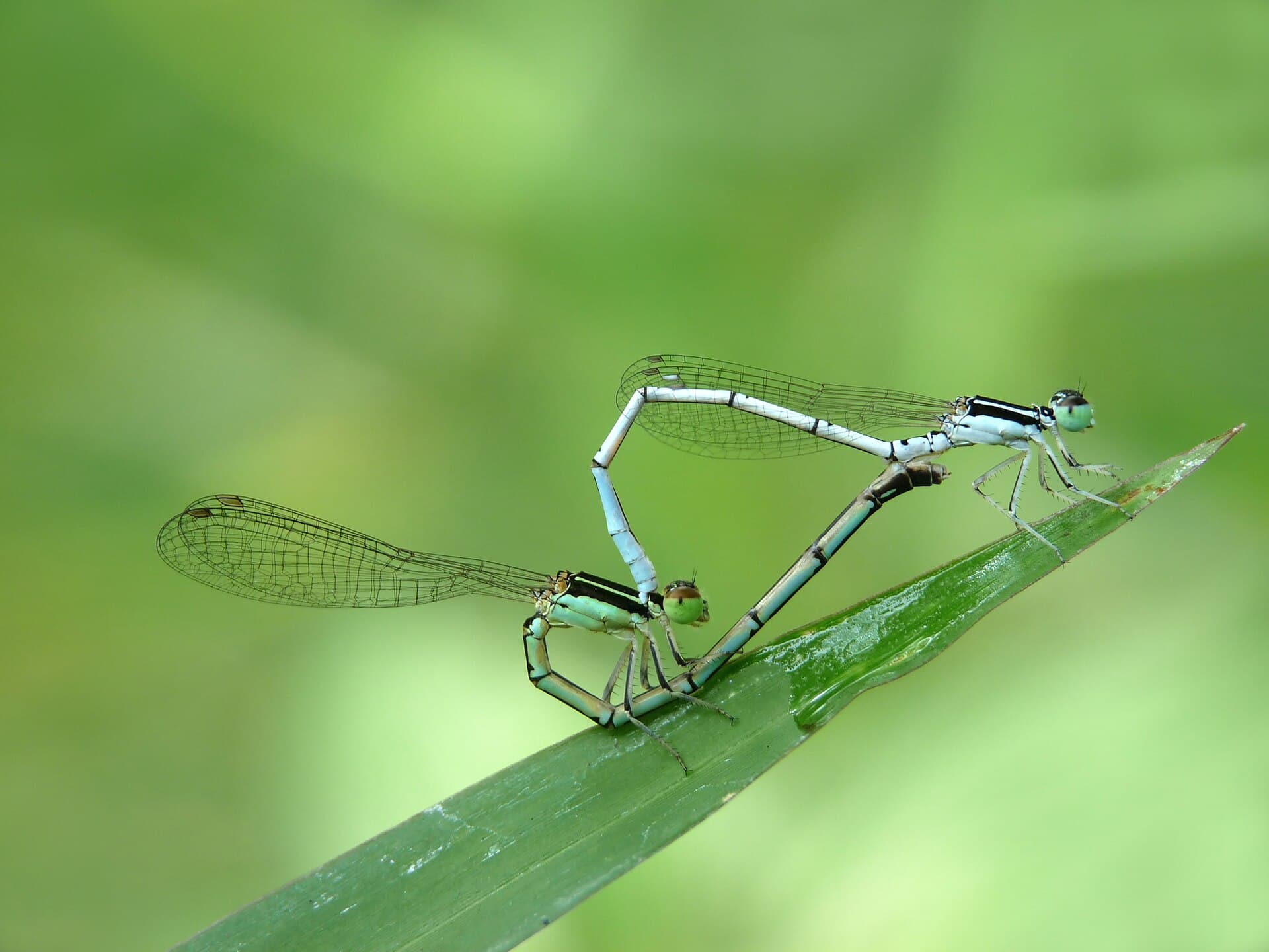Agriocnemis pieris mating on Kadavoor