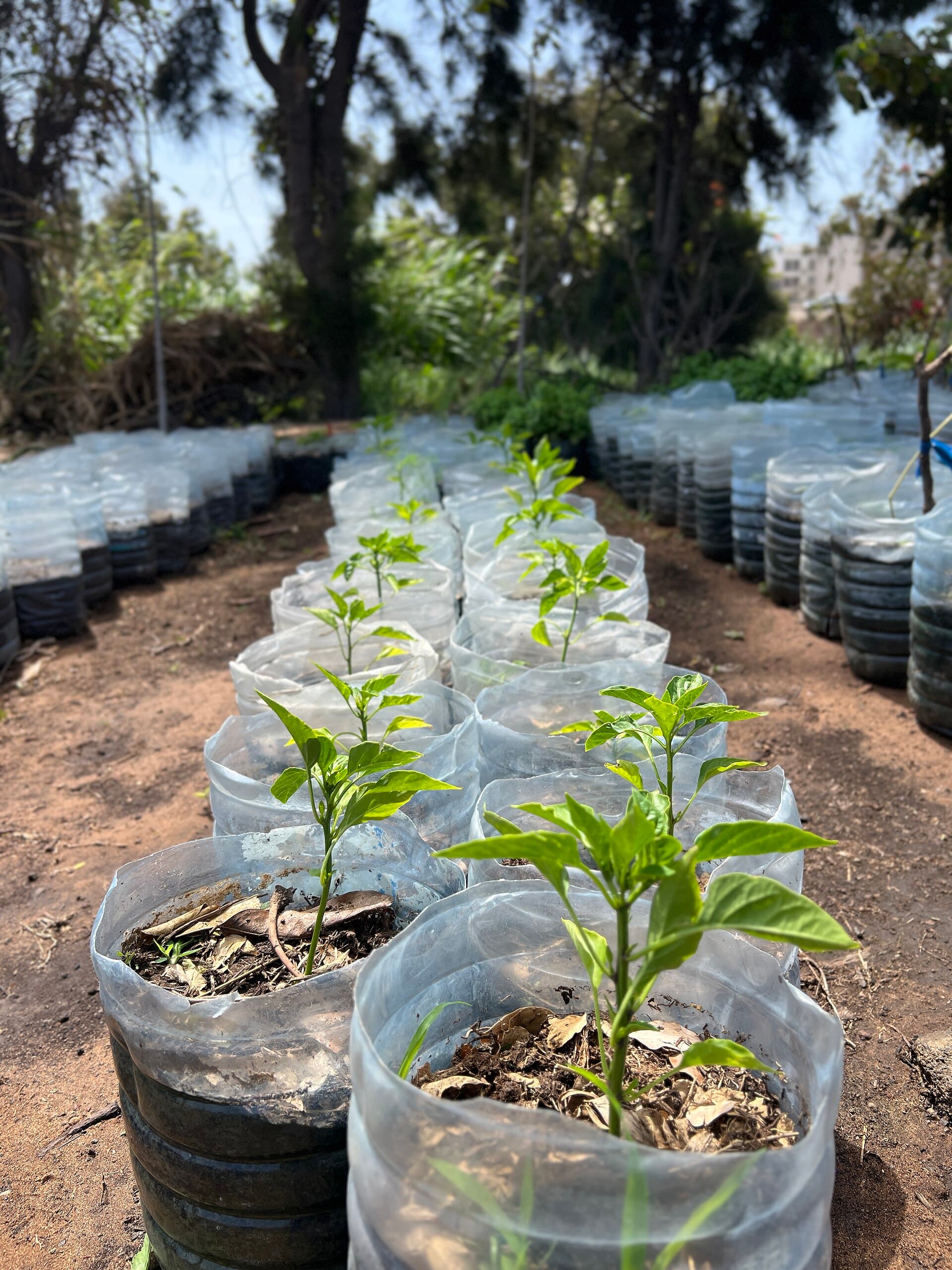 Bell Pepper Plant from Senegal 06
