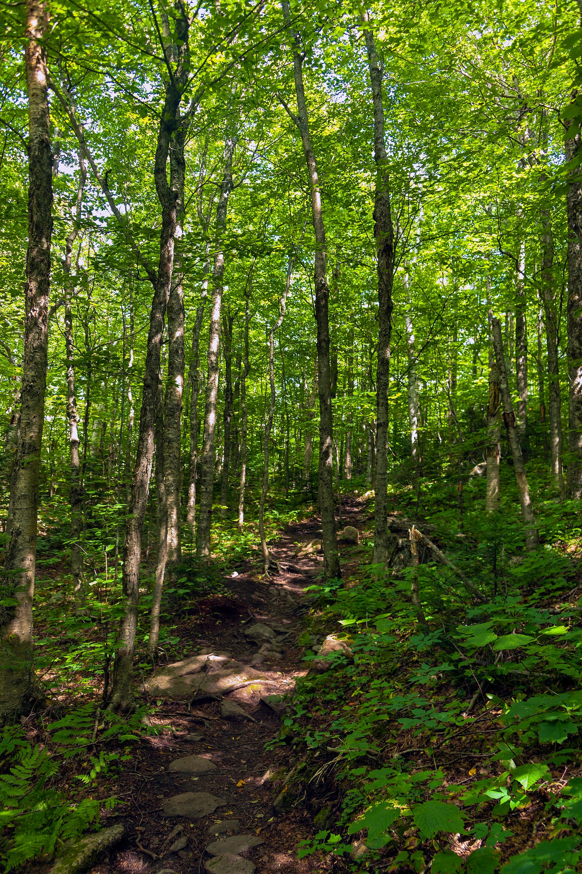 Hiking trail in sunlit forest, Lyon Mountain, NY