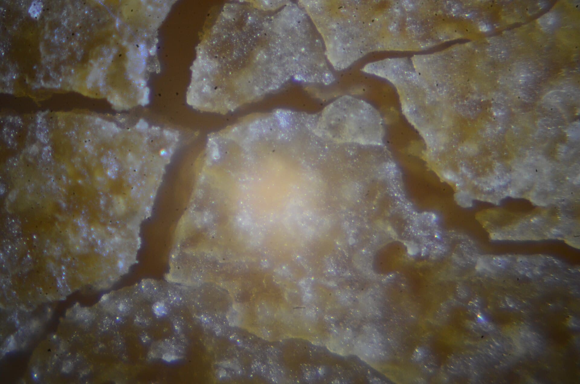 A piece of bread under a microscope