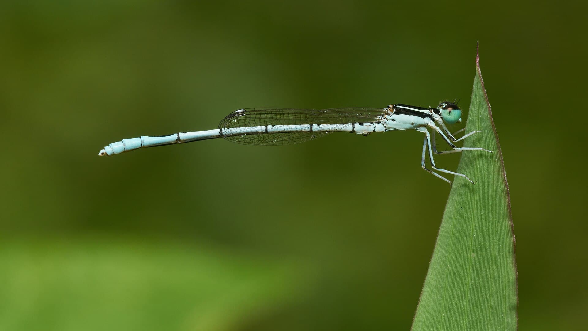 Agriocnemis pieris-Kadavoor-2016-11-26-001