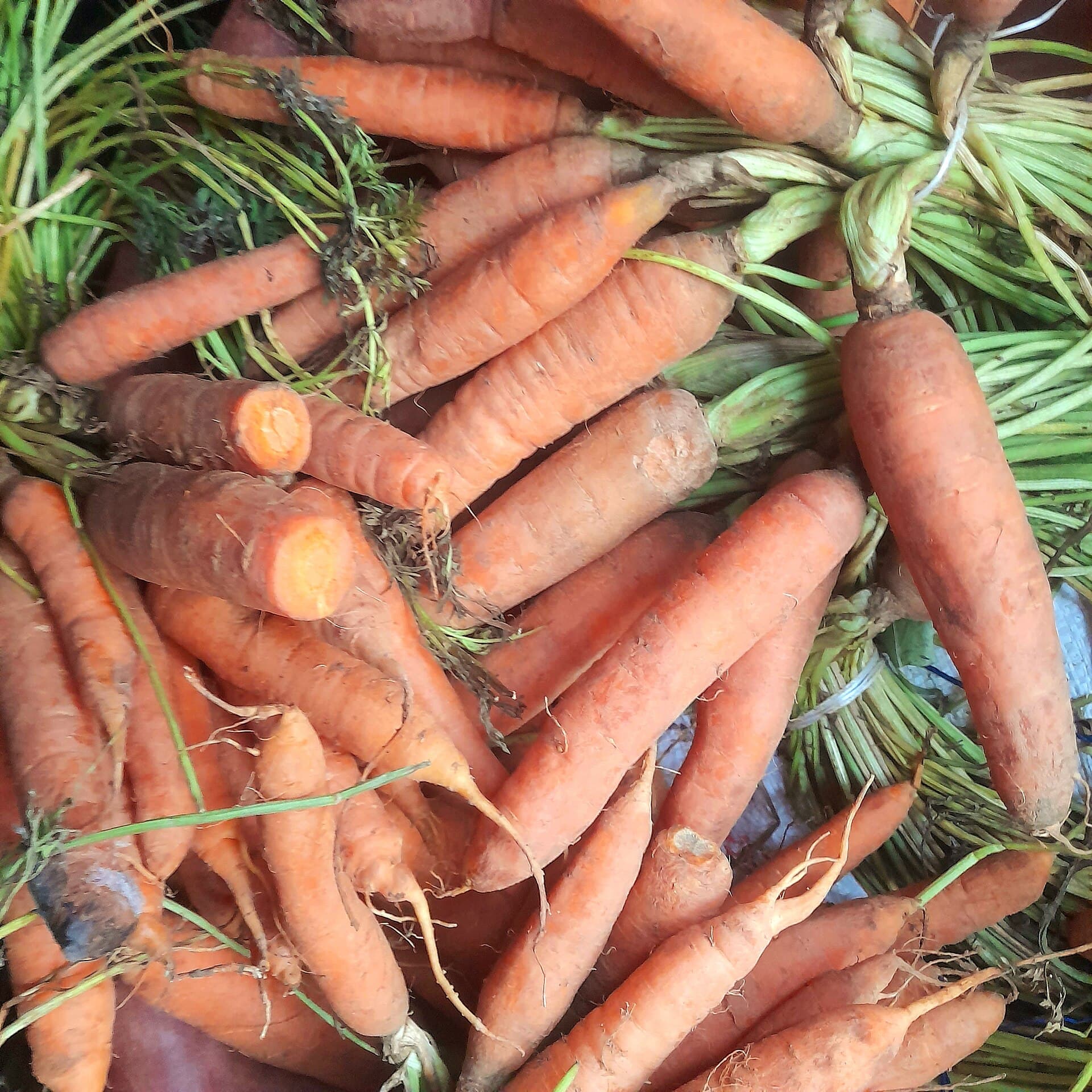 Harvested carrot