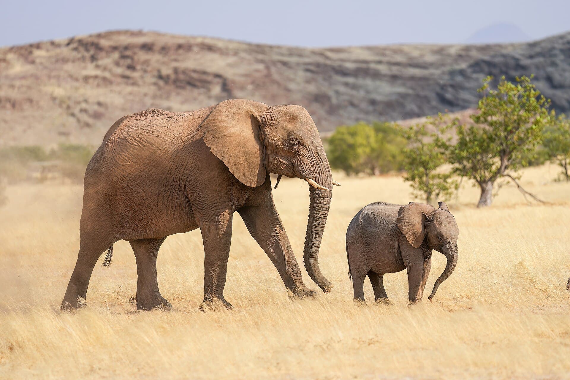 137 Mother and baby Desert-adapted elephants in Damaraland Photo by Giles Laurent