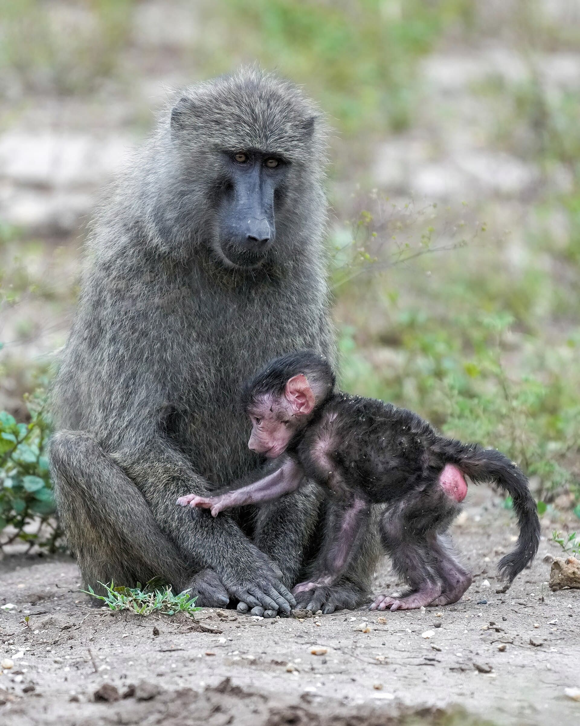 059 Baby baboon holding to its mother at Queen Elizabeth National Park Photo by Giles Laurent