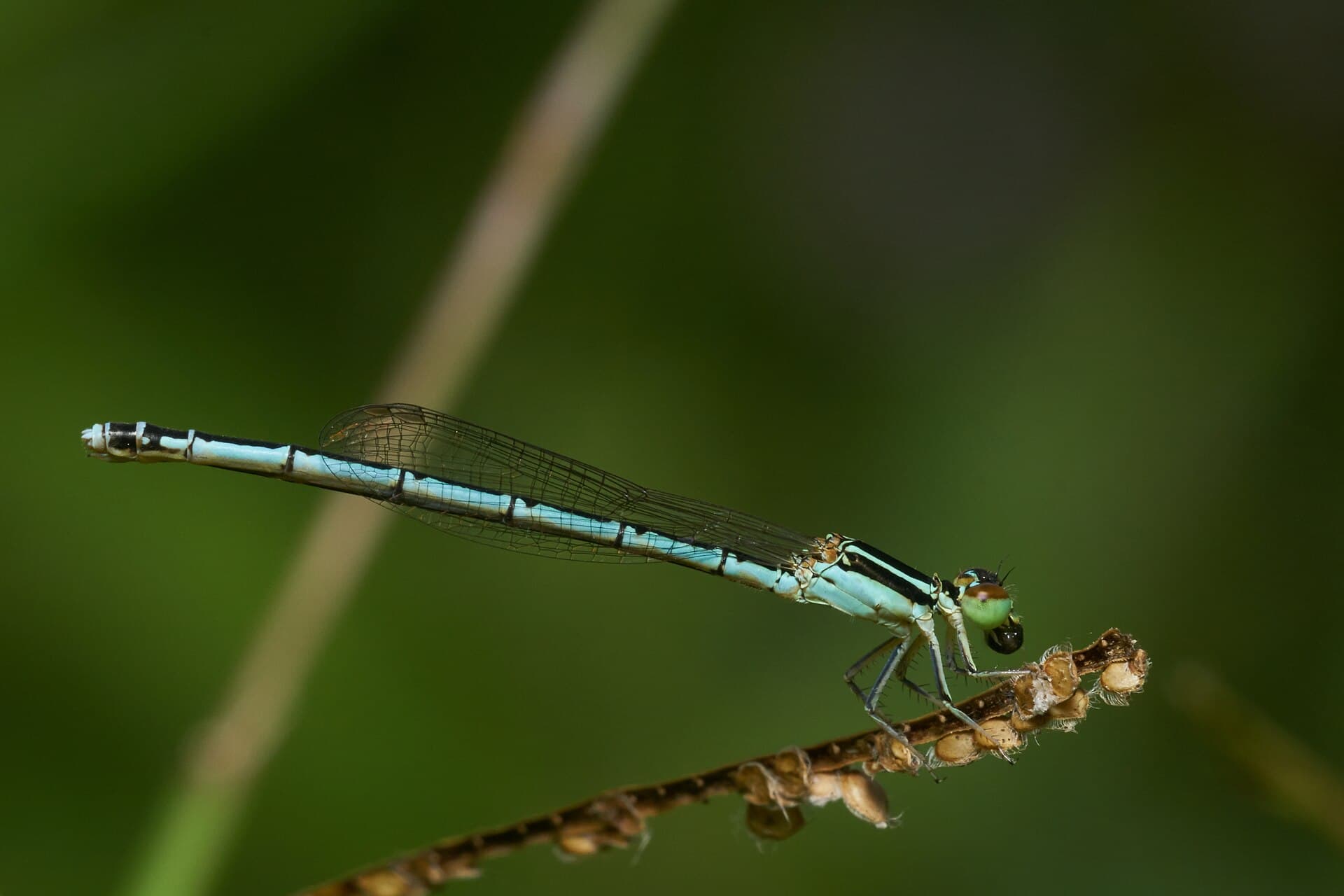 Agriocnemis pieris-Kadavoor-2016-11-26-003