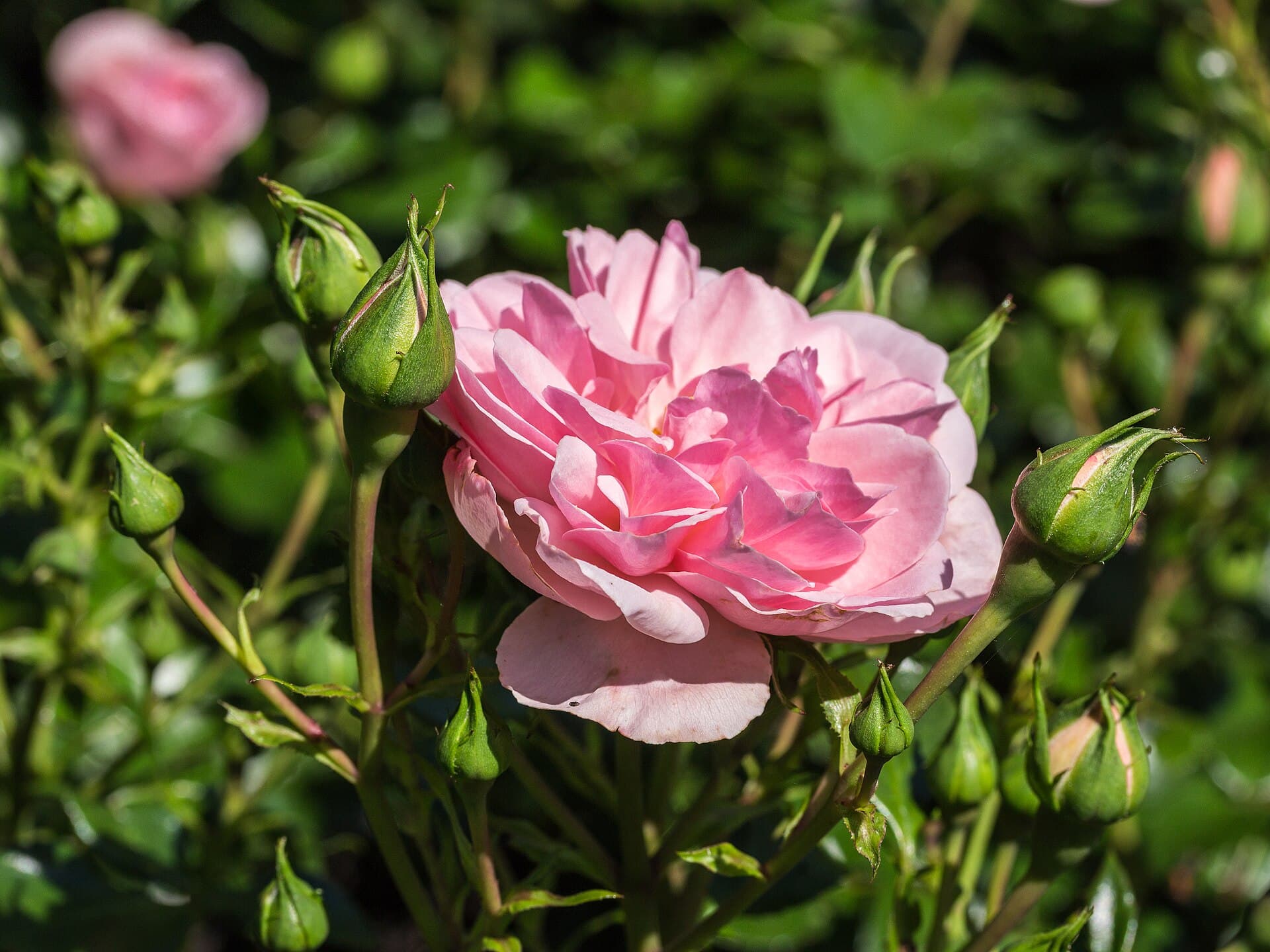 Rosa 'Home and Garden' (d.j.b) 01