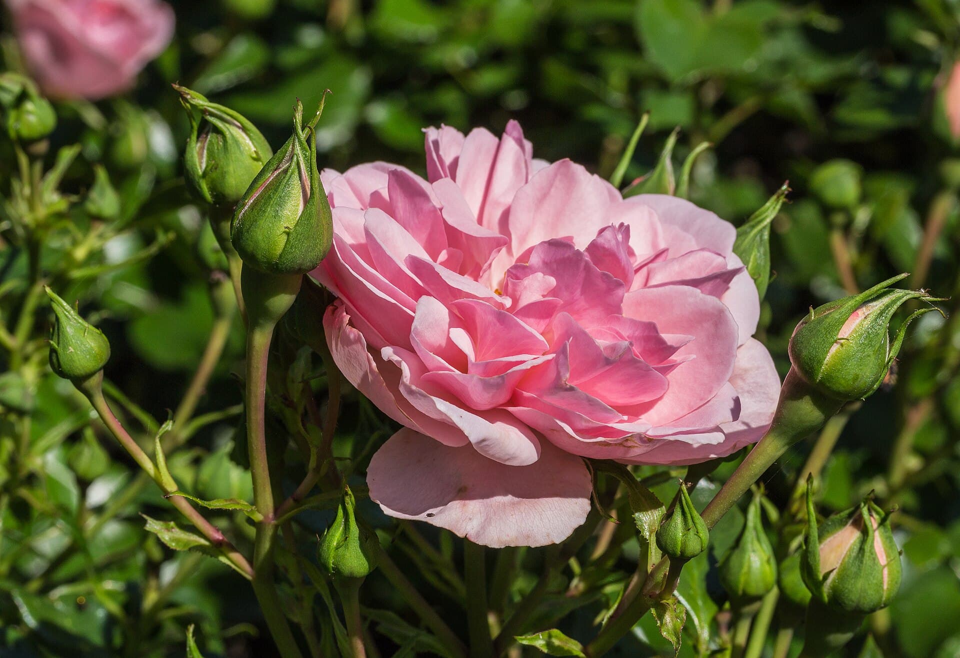 Rosa 'Home and Garden' (d.j.b) 02