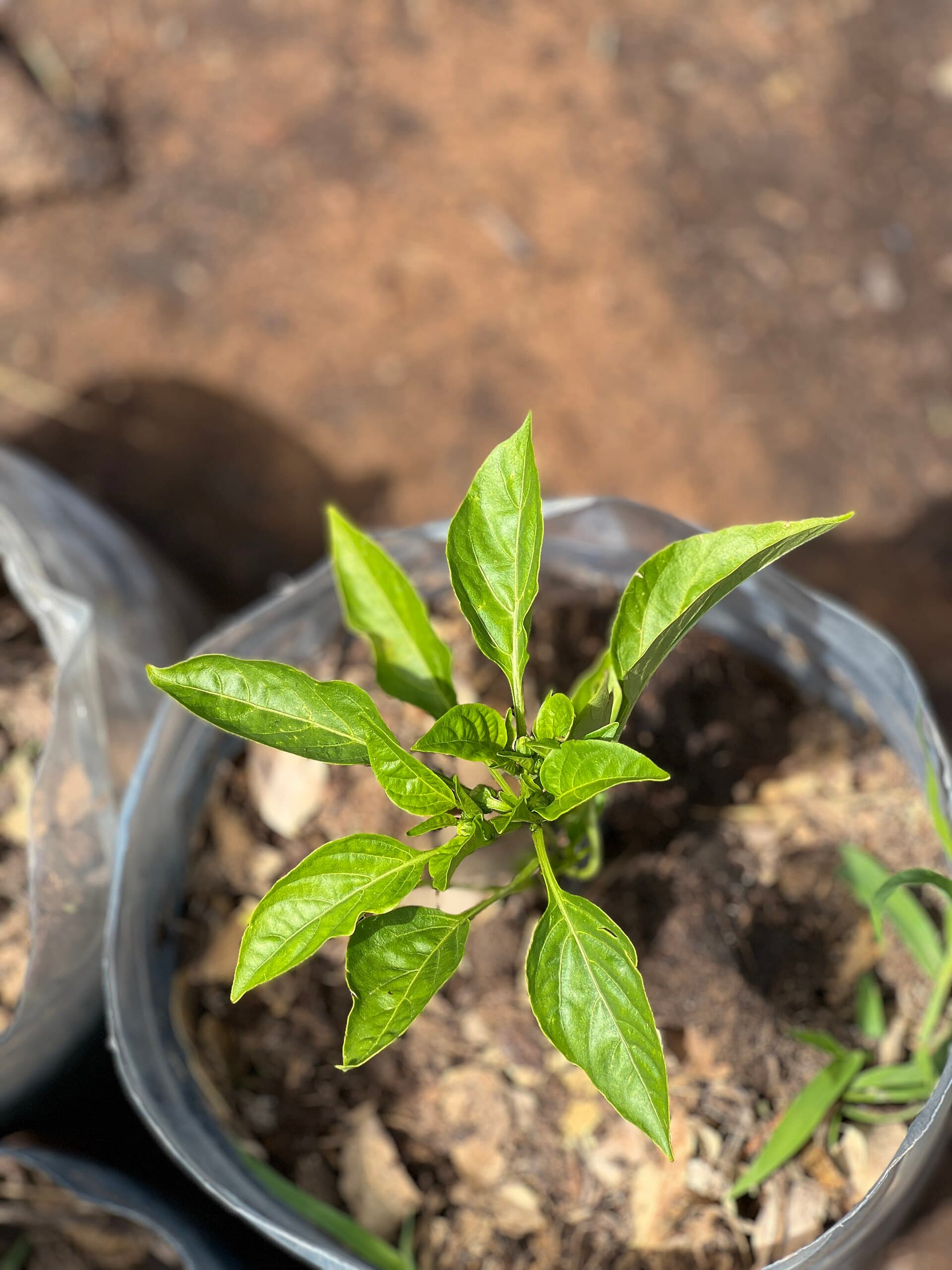 Bell Pepper Plant from Senegal 02