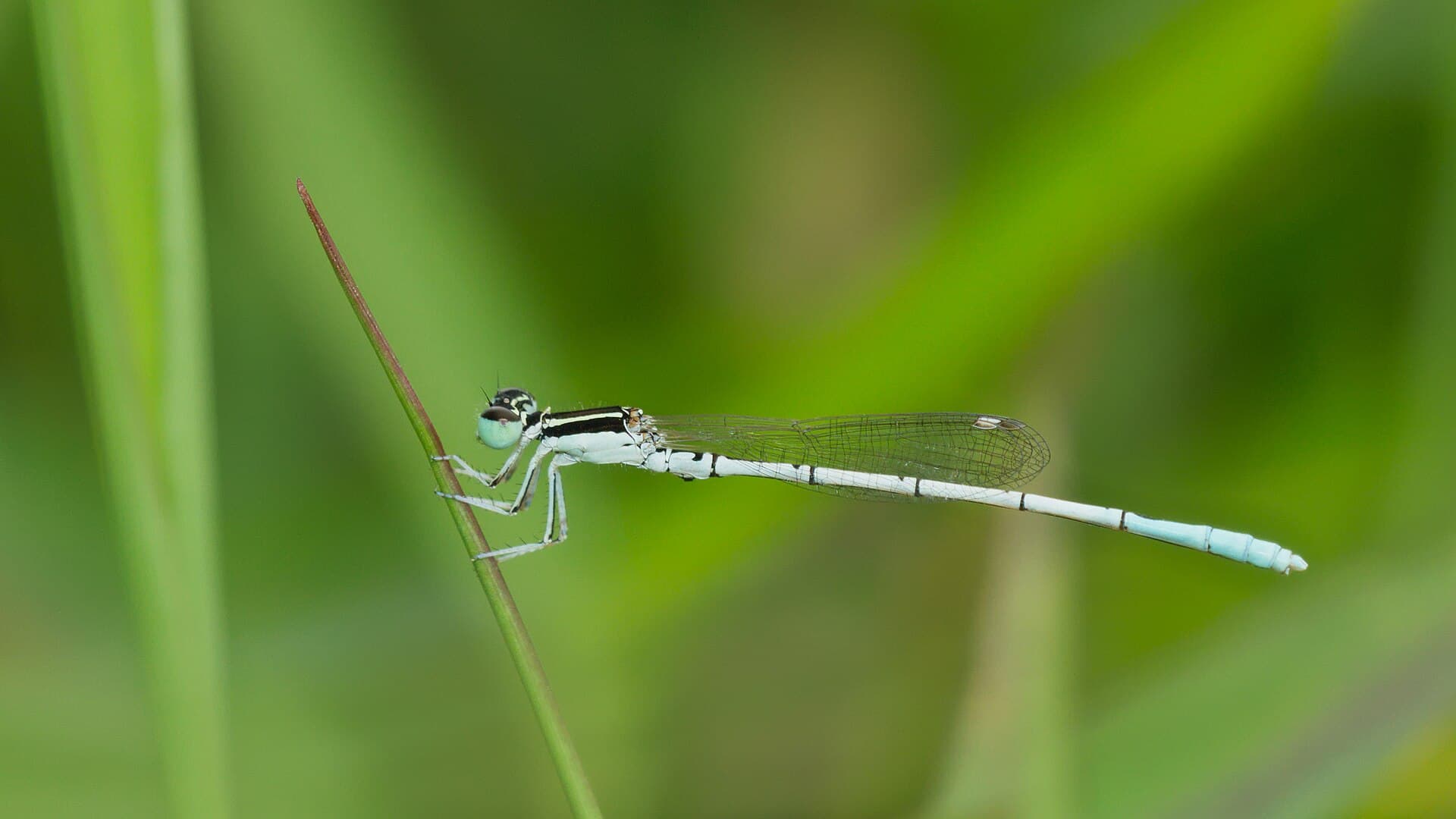 Agriocnemis pieris-Kadavoor-2015-08-21-002
