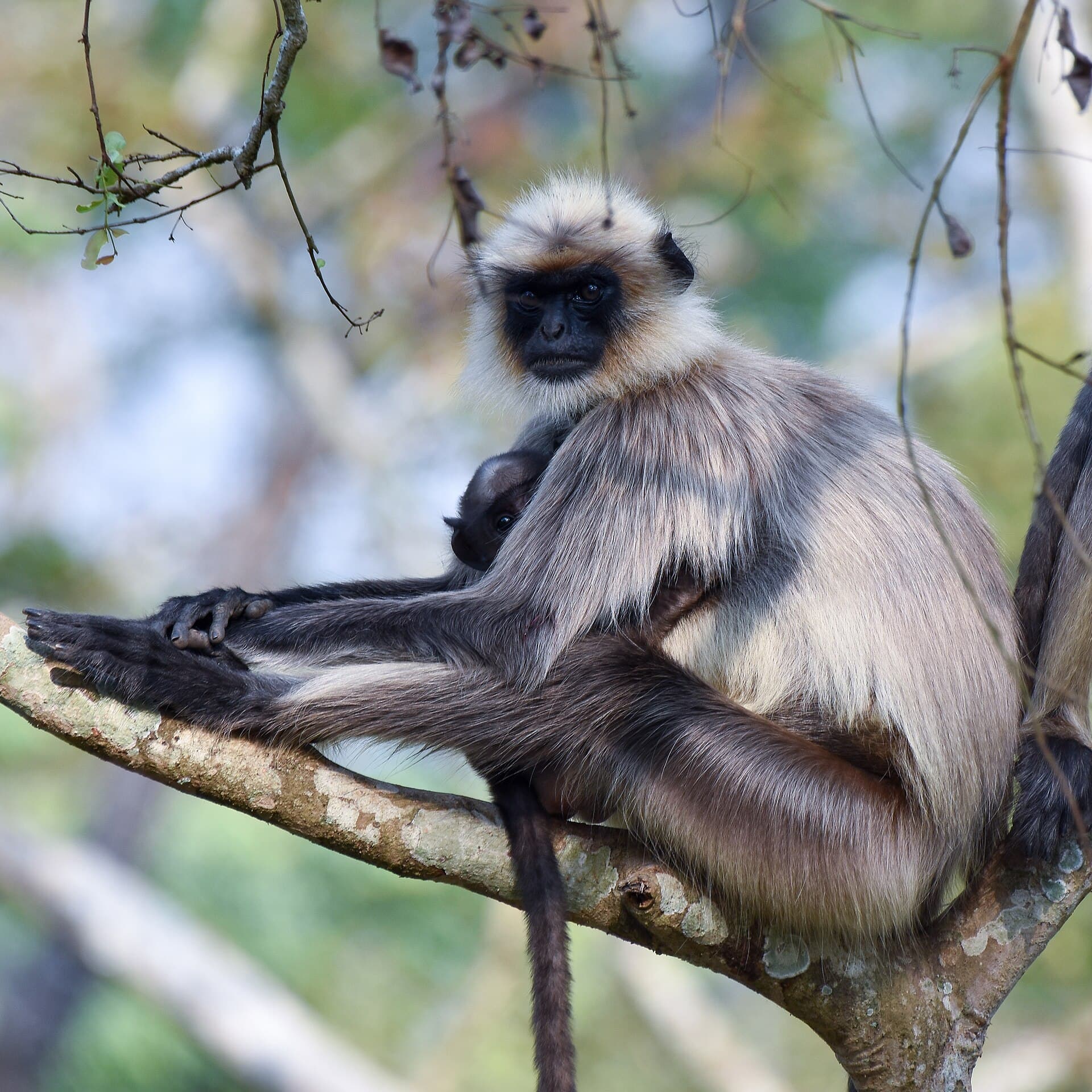 Gray Langur Mother Baby Peeking Nagarhole Apr22 D72 24260