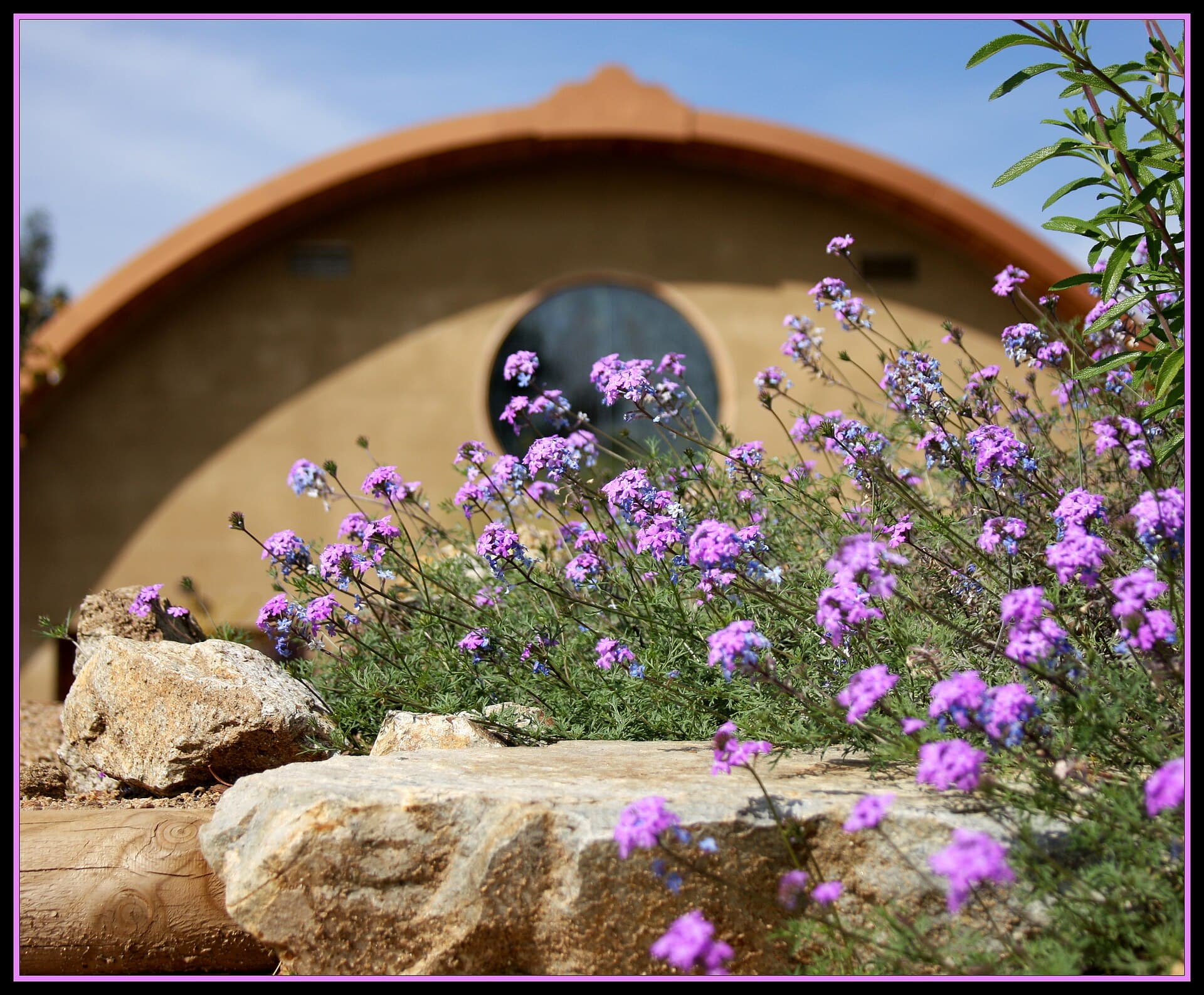 Anissa Wood, Deer Park Monastery, Purple Lantana by Meditation Hall