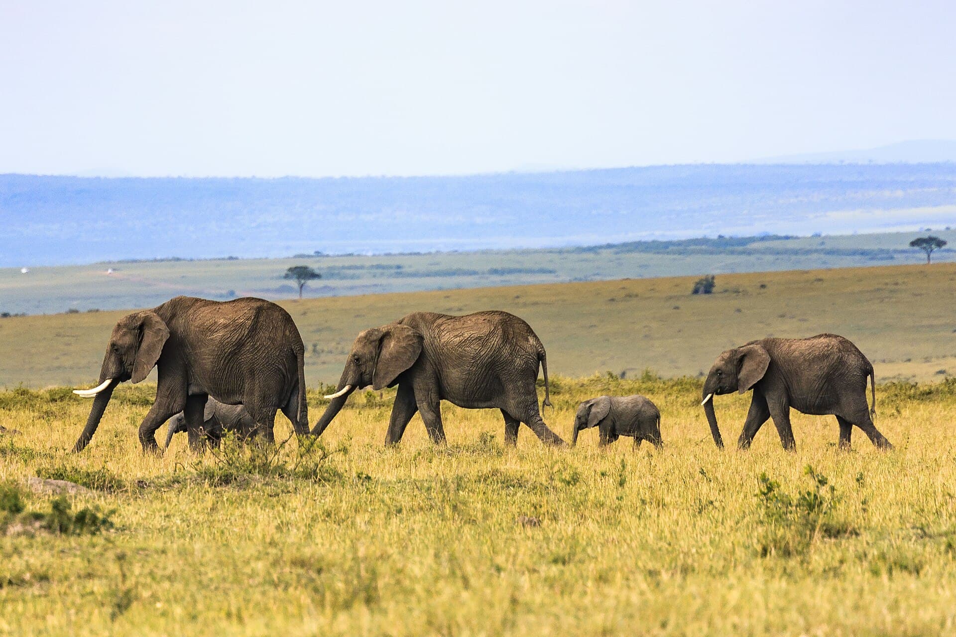 Family life of elephants (Unsplash)
