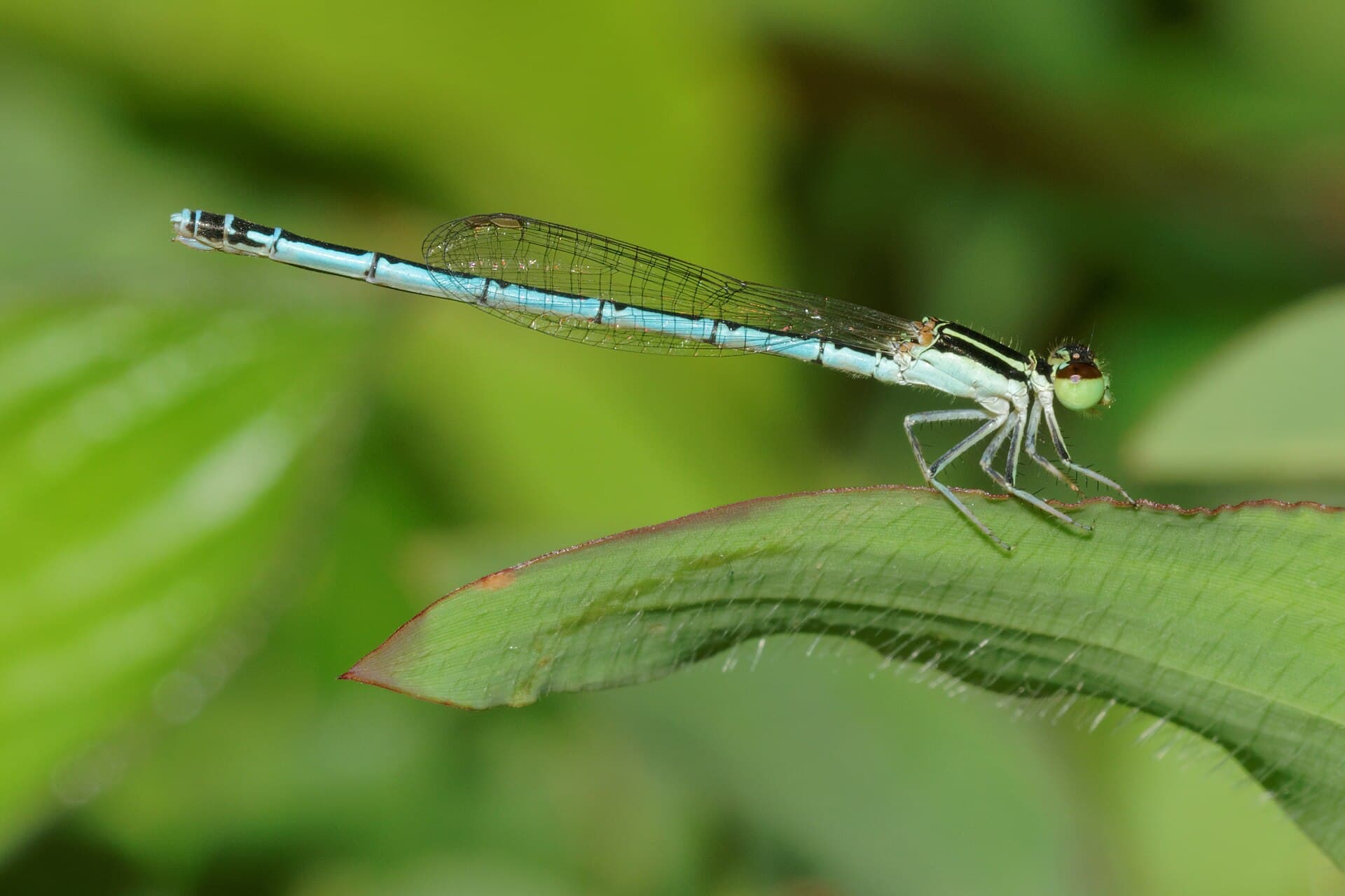 Agriocnemis pieris-Kadavoor-2016-07-31-002