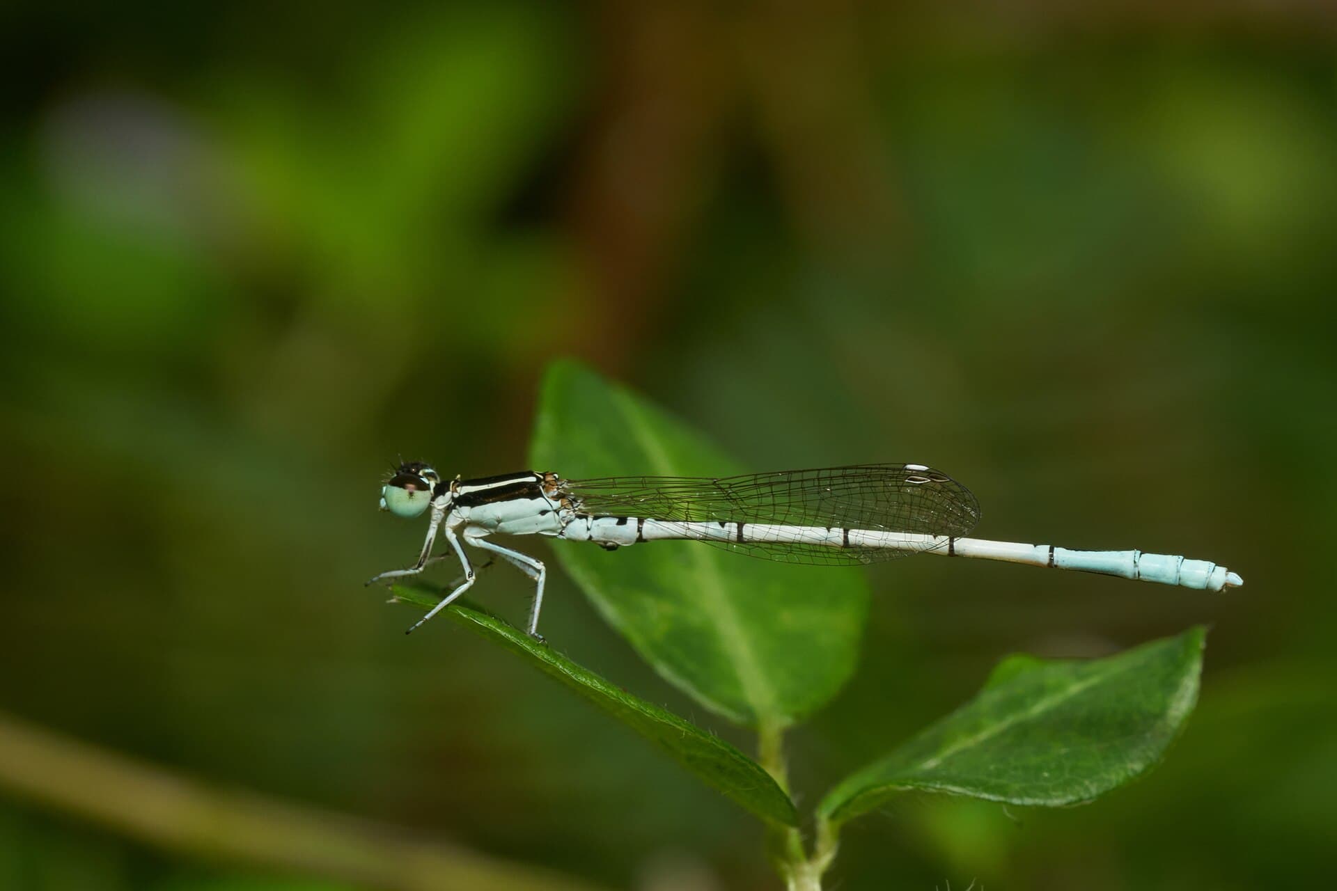 Agriocnemis pieris-Kadavoor-2016-11-28-001