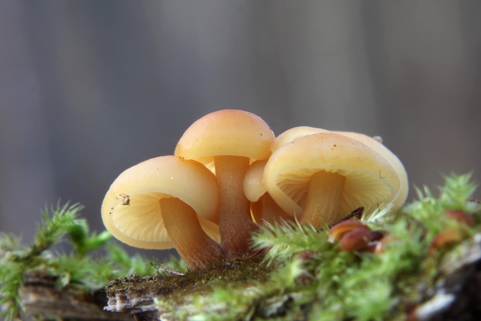 Flammulina velutipes.Mushrooms of Russia