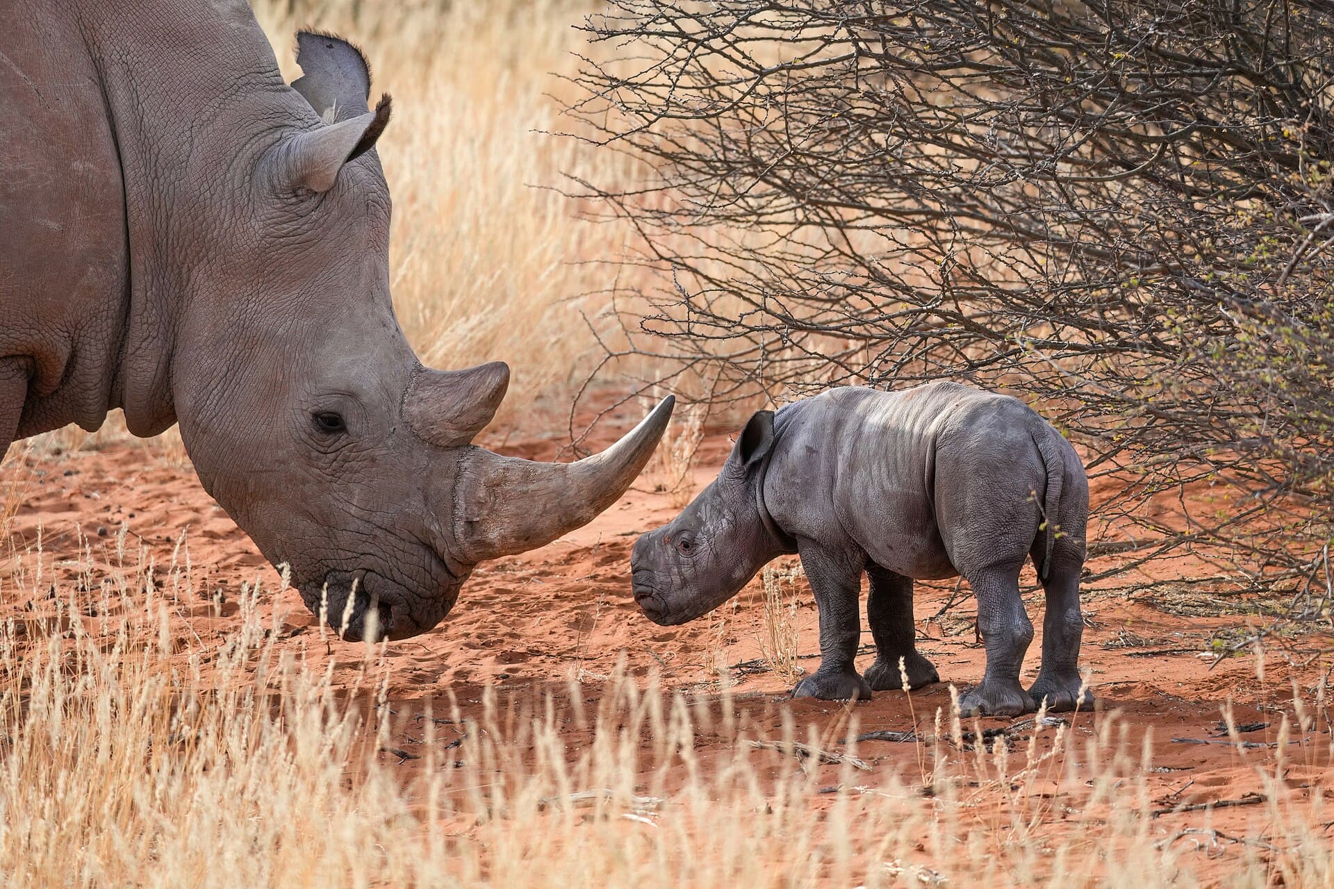075 White rhinoceros mother and her newborn baby in the Kalahari Desert of Namibia Photo by Giles Laurent