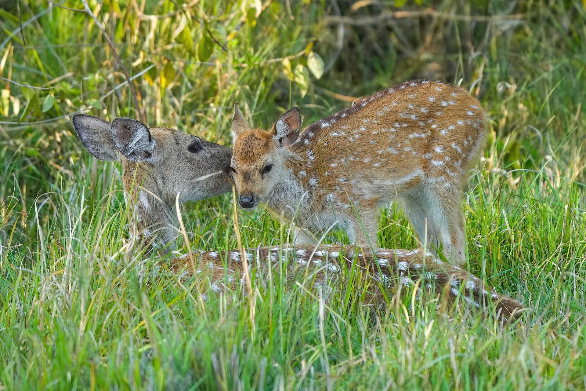 026 Chital mother grooming her baby in Jim Corbett National Park Photo by Giles Laurent