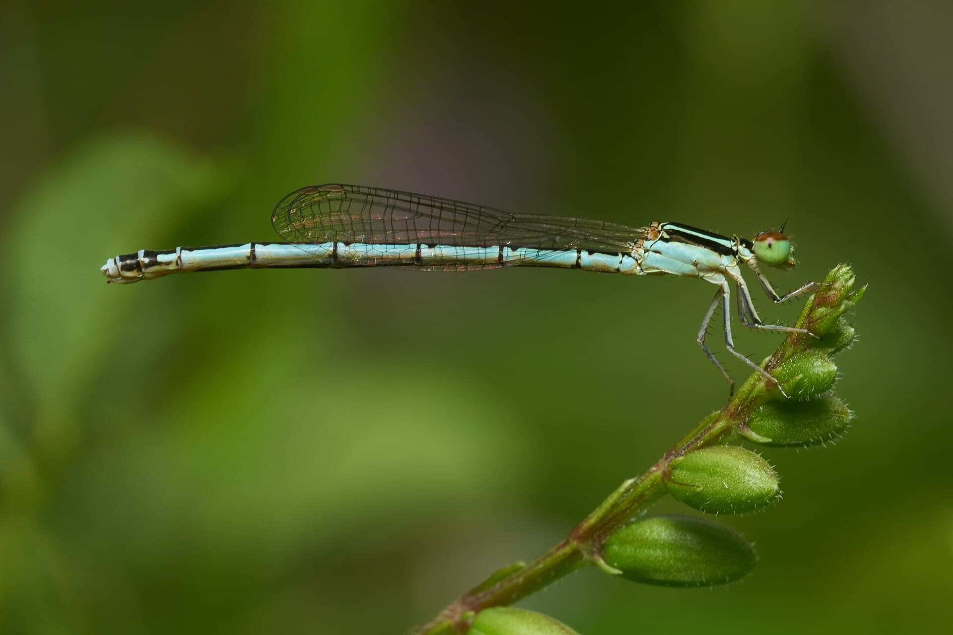Agriocnemis pieris-Kadavoor-2016-11-26-002