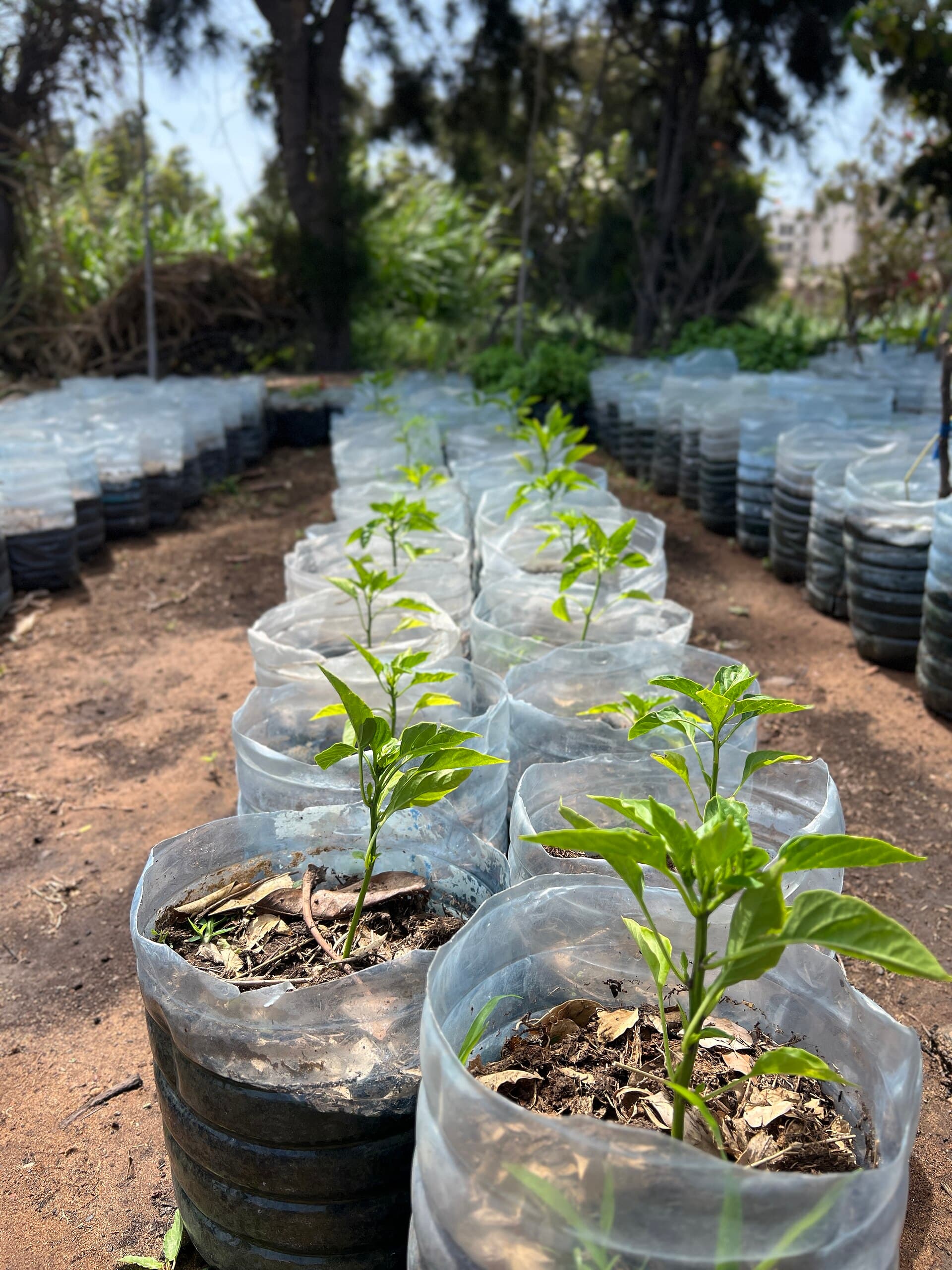 Bell Pepper Plant from Senegal 05