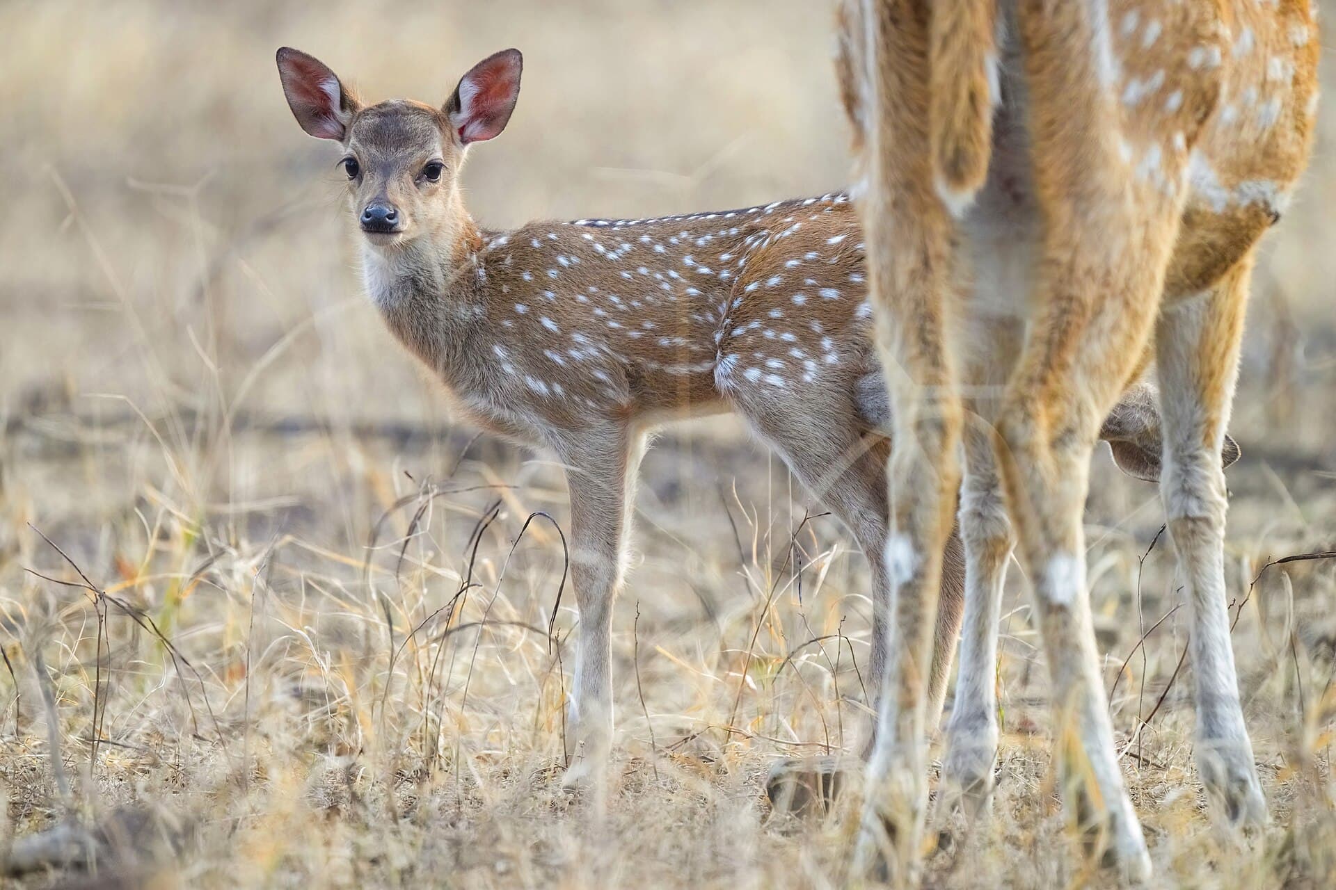 076 Baby chital groomed by its mother in Ranthambore National Park Photo by Giles Laurent