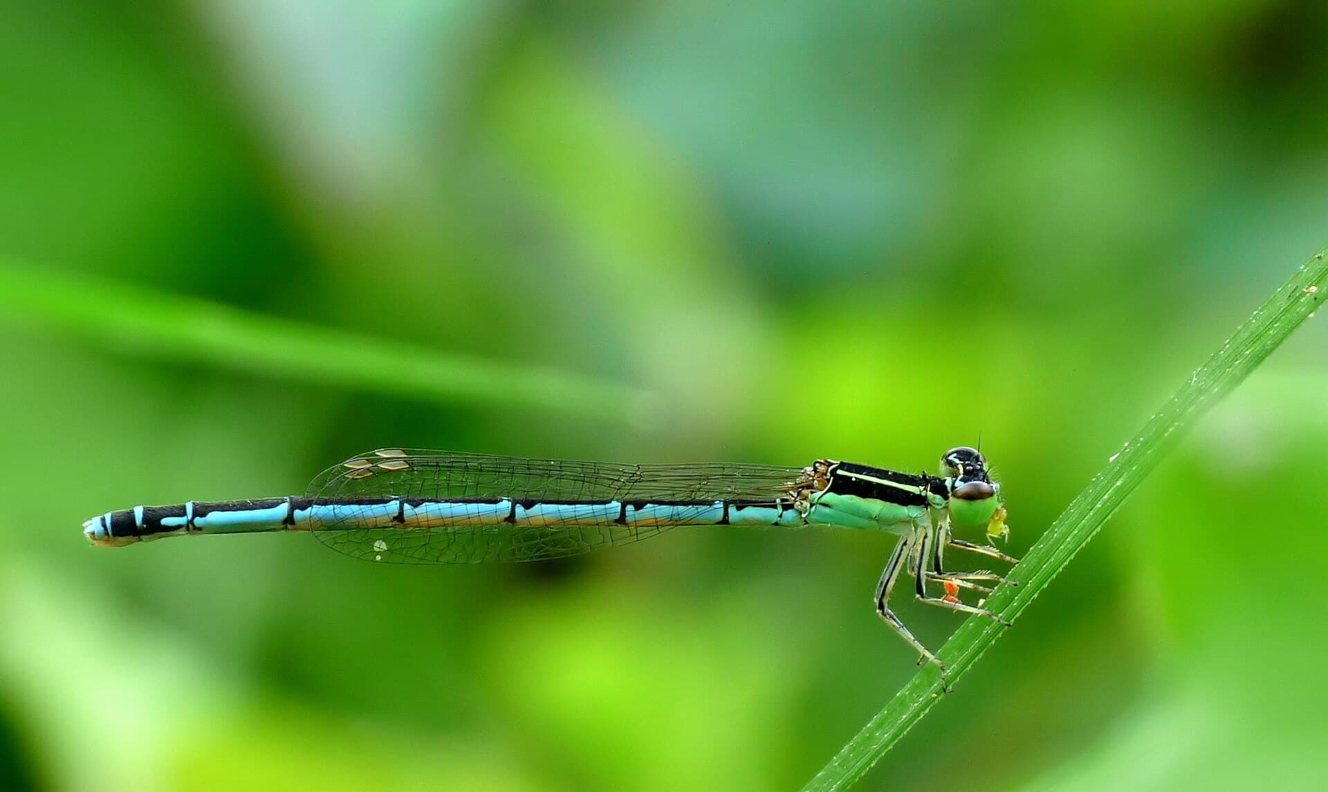 Agriocnemis pieris female at kadavoor