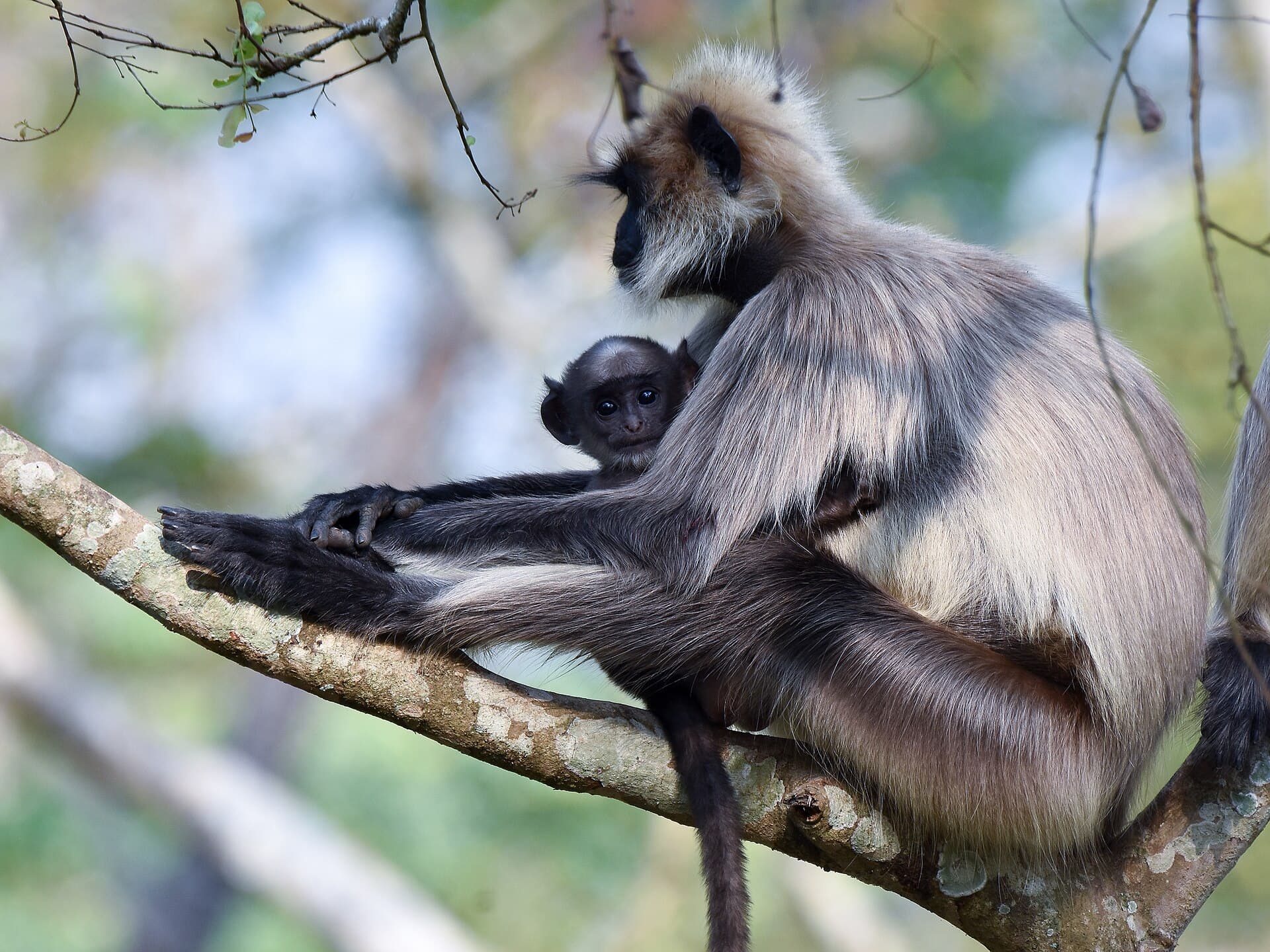 Gray Langur Mother Baby Nagarhole Apr22 D72 24261