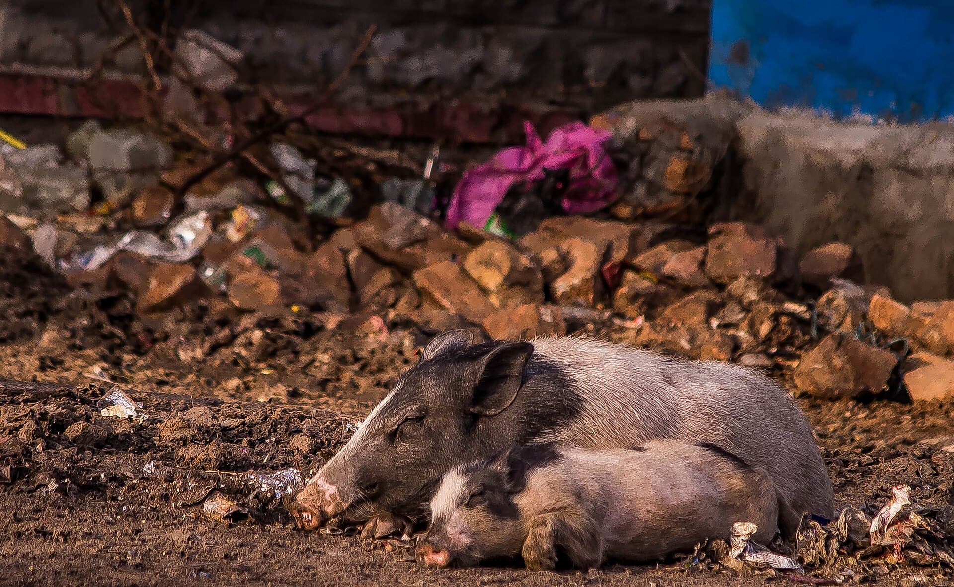 Big and Small Pig mother and Baby