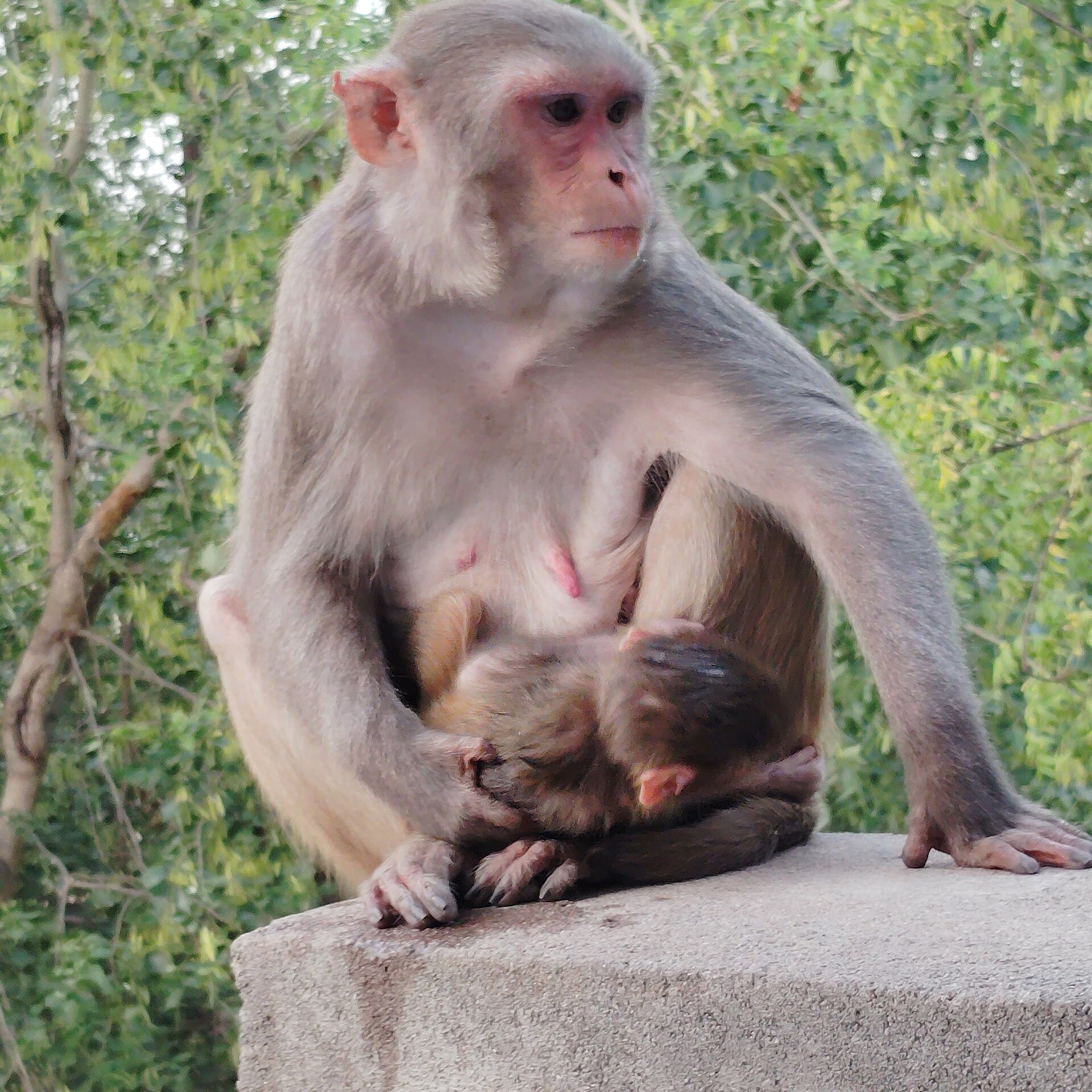 Mother and baby monkeys