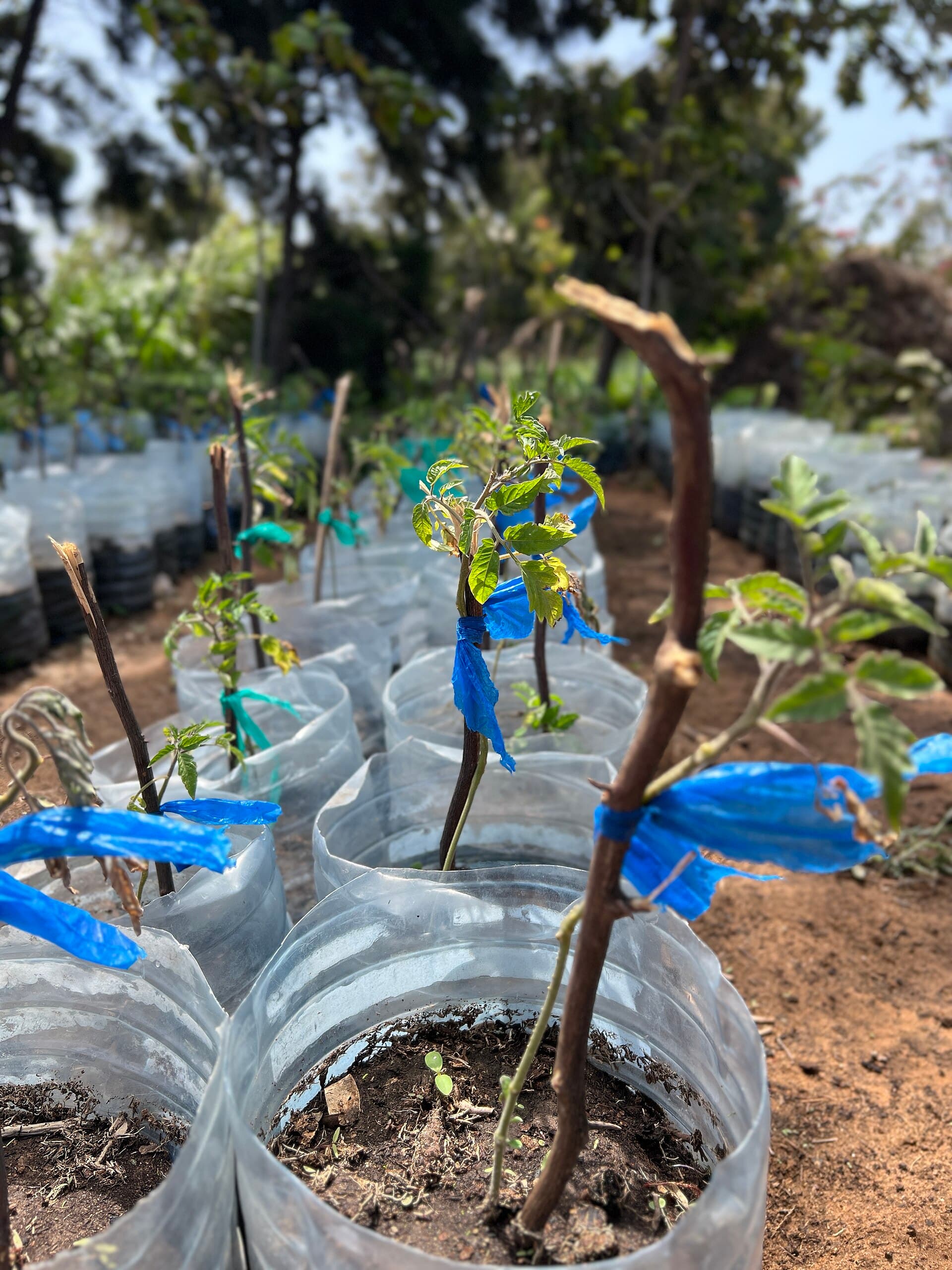 Bell Pepper Plant from Senegal 07